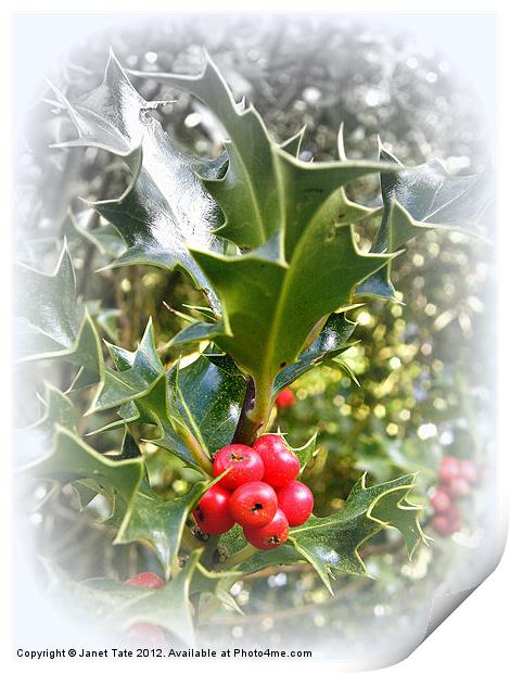 Christmas Holly Print by Janet Tate