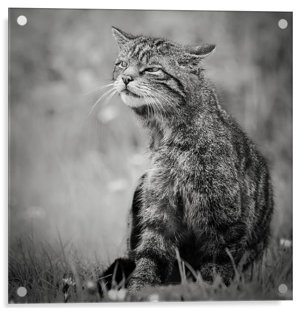 Scottish Wildcat Acrylic by Simon Wrigglesworth