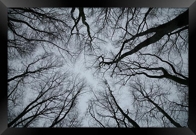 Root or Branch  Framed Print by Simon Griffiths