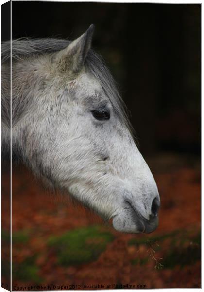 New Forest Pony Canvas Print by kelly Draper