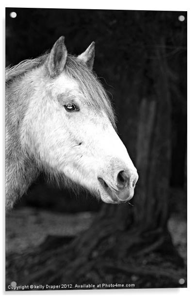 Grey Pony Acrylic by kelly Draper