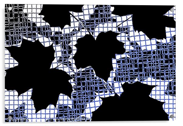 Abstract Leaf Pattern - Black White Blue Acrylic by Natalie Kinnear