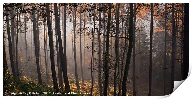 Ousbrough Woods Print by Ray Pritchard