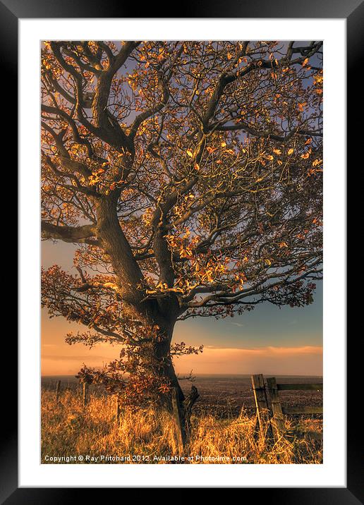 Autumn Tree Framed Mounted Print by Ray Pritchard