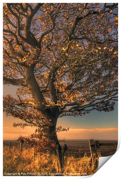 Autumn Tree Print by Ray Pritchard
