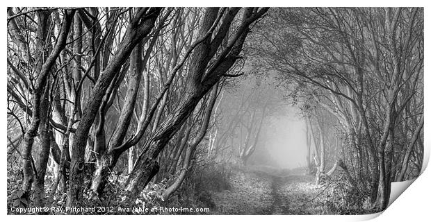Mysterious Pathway Print by Ray Pritchard