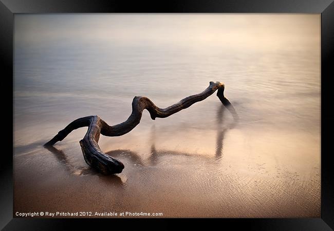 Driftwood 2 Framed Print by Ray Pritchard