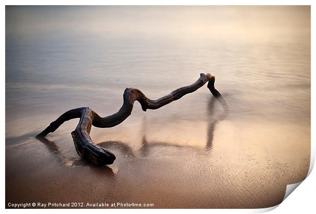 Driftwood 2 Print by Ray Pritchard