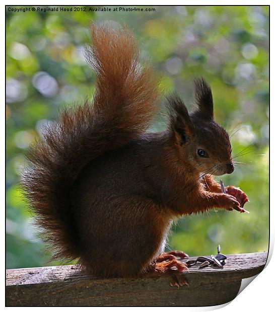 Red Squirrel Print by Reginald Hood