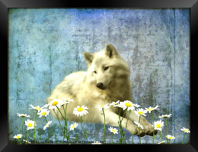 She Wolf Framed Print by Sharon Lisa Clarke
