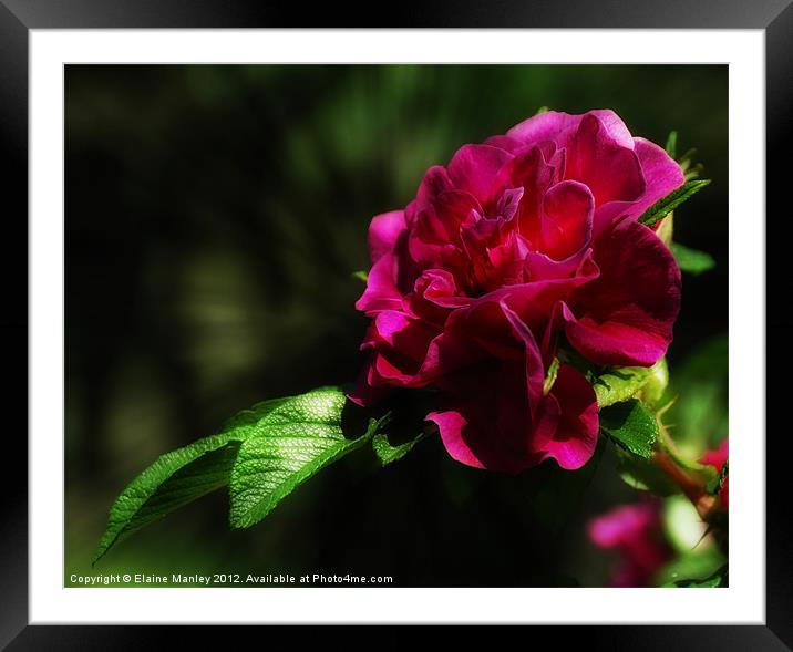 The Rose Framed Mounted Print by Elaine Manley