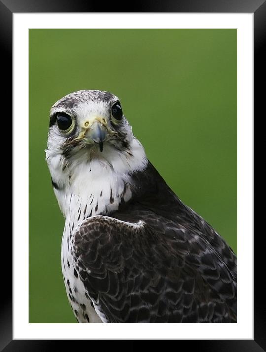 Peregrine Falcon Framed Mounted Print by Mike Gorton