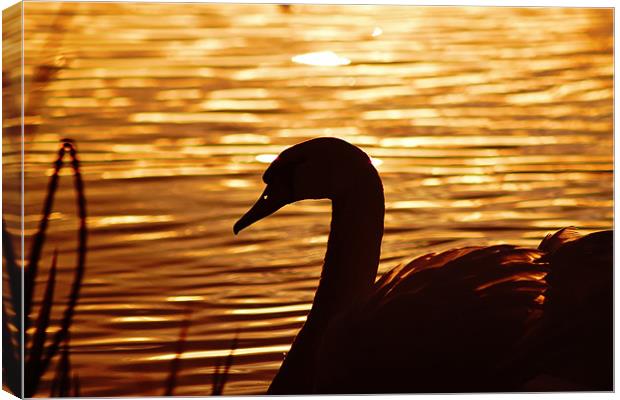 Golden Swan, Sunset Canvas Print by Catherine Davies