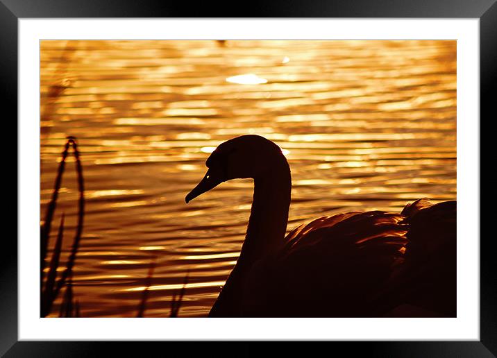 Golden Swan, Sunset Framed Mounted Print by Catherine Davies