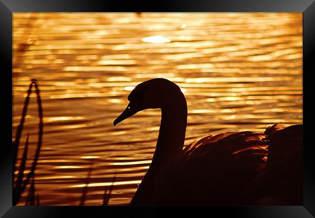 Golden Swan, Sunset Framed Print by Catherine Davies