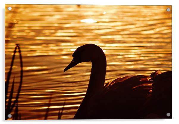 Golden Swan, Sunset Acrylic by Catherine Davies