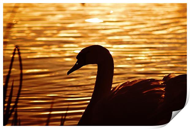 Golden Swan, Sunset Print by Catherine Davies