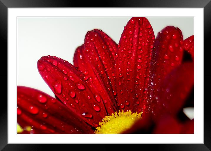 Flower in the rain Framed Mounted Print by mohammed hayat