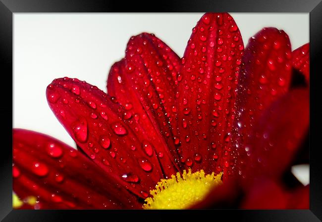 Flower in the rain Framed Print by mohammed hayat
