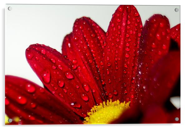 Flower in the rain Acrylic by mohammed hayat