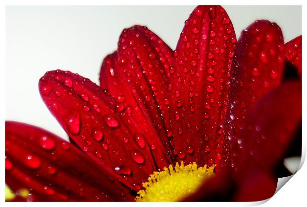 Flower in the rain Print by mohammed hayat