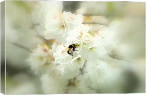 Bumble in the blossom. Canvas Print by mohammed hayat