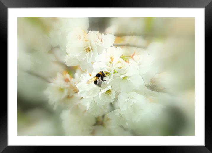 Bumble in the blossom. Framed Mounted Print by mohammed hayat
