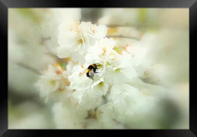 Bumble in the blossom. Framed Print by mohammed hayat