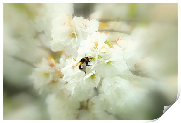 Bumble in the blossom. Print by mohammed hayat