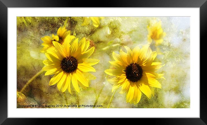 Sunflowers Framed Mounted Print by Elaine Manley