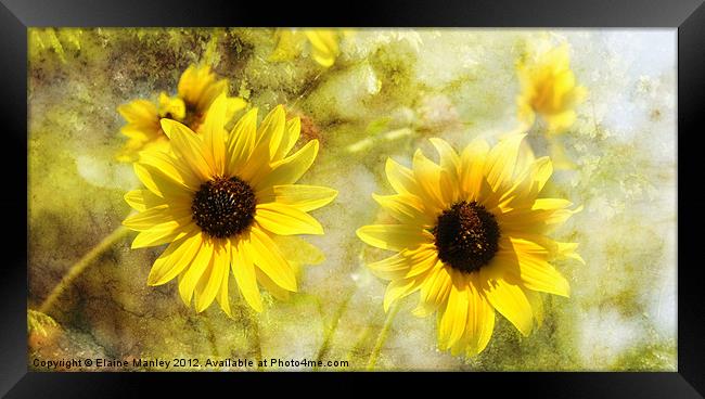 Sunflowers Framed Print by Elaine Manley
