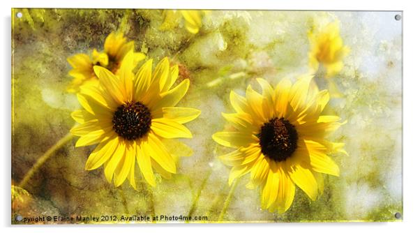 Sunflowers Acrylic by Elaine Manley