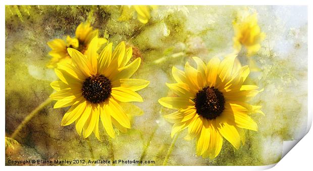 Sunflowers Print by Elaine Manley