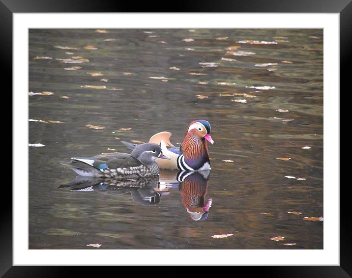 Mandarin duck Framed Mounted Print by yvette wallington