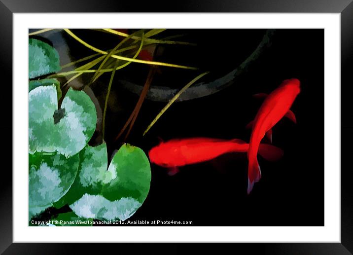 Koi in Water Color Framed Mounted Print by Panas Wiwatpanachat