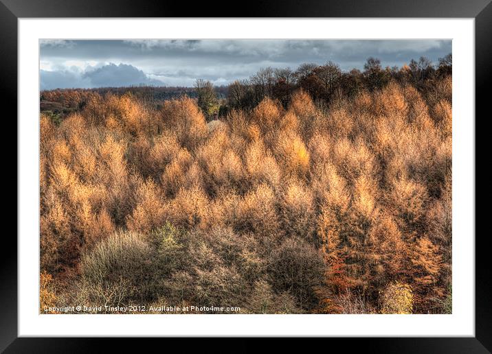 Autumn Spruce Framed Mounted Print by David Tinsley