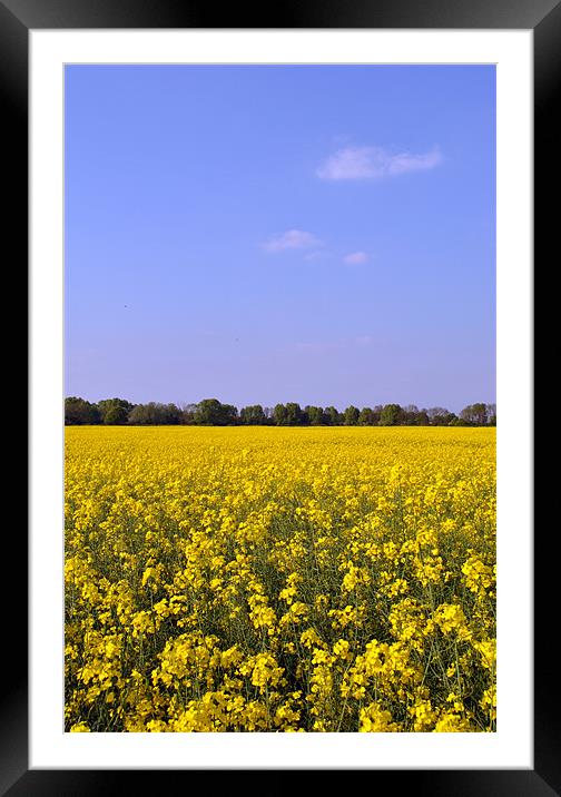 Field of Rape Framed Mounted Print by graham young