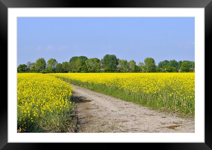 Path Through A Field of Rape Framed Mounted Print by graham young