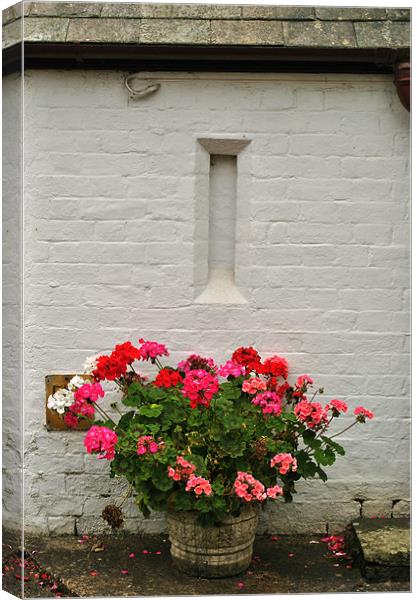 Geraniums in a Tub Canvas Print by graham young