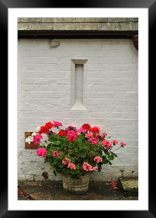 Geraniums in a Tub Framed Mounted Print by graham young