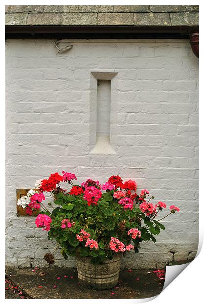 Geraniums in a Tub Print by graham young