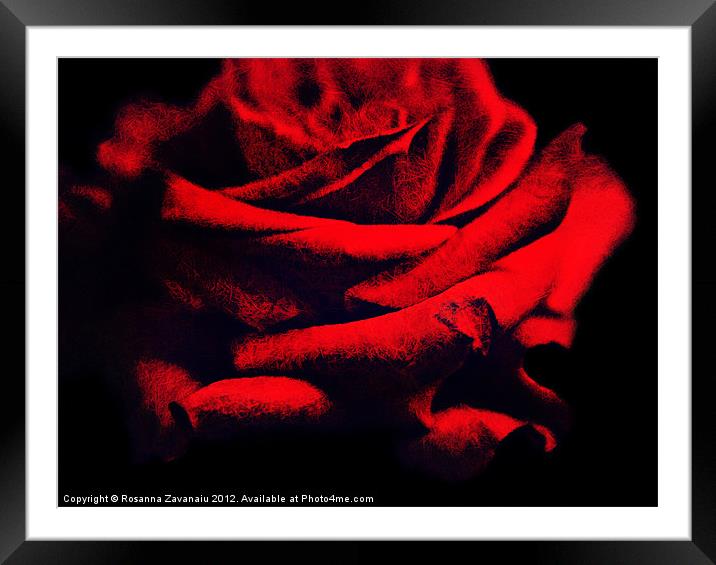 Red Rose. Framed Mounted Print by Rosanna Zavanaiu