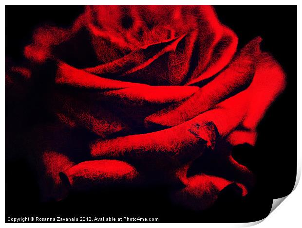 Red Rose. Print by Rosanna Zavanaiu