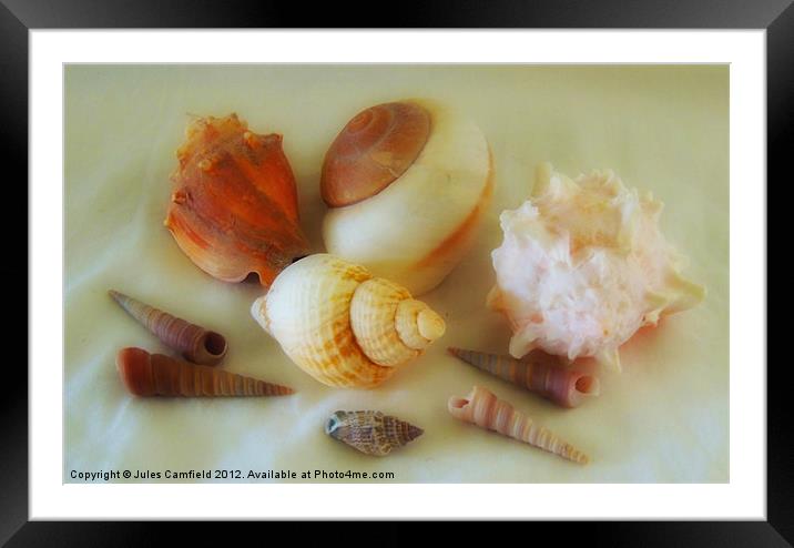 Pearlised Shells Framed Mounted Print by Jules Camfield