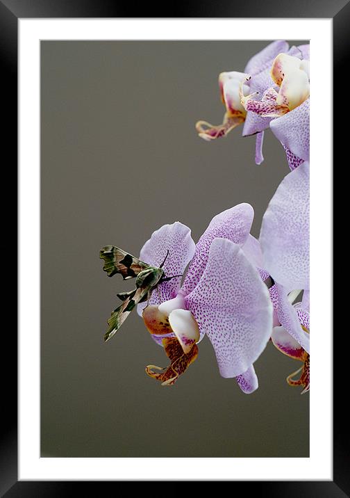 Moth on orchid Framed Mounted Print by Kelly Astley