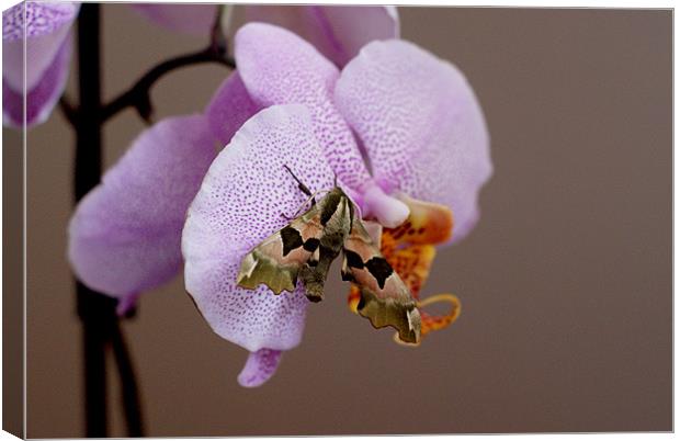 Moth on orchid Canvas Print by Kelly Astley