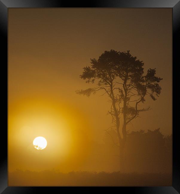 Sunrise Wisley Common Framed Print by Clive Eariss