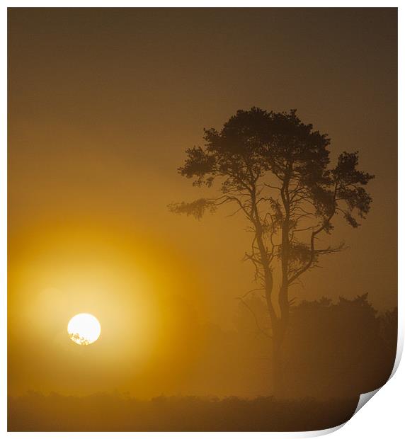 Sunrise Wisley Common Print by Clive Eariss