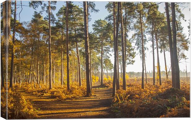 Tree View Wisley Canvas Print by Clive Eariss