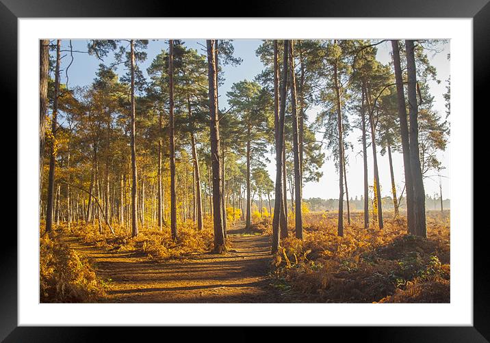 Tree View Wisley Framed Mounted Print by Clive Eariss